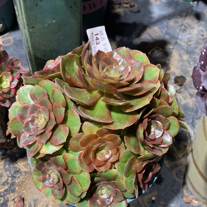 143火狐多肉植物