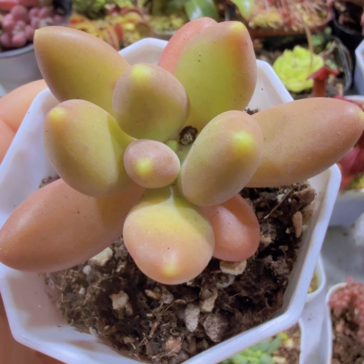 芒果奶酪两盆一组