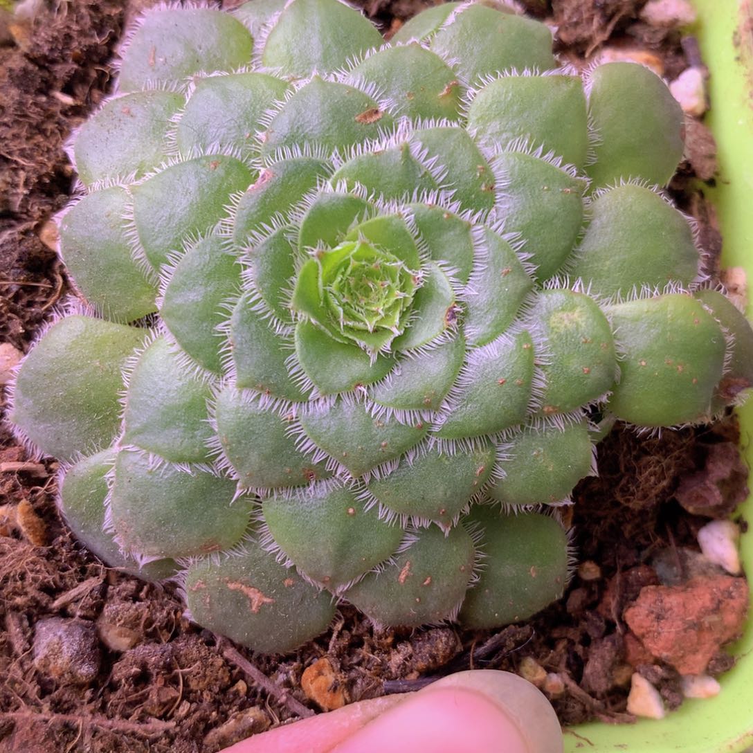 一物一拍星辰明镜328