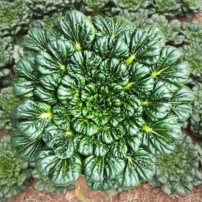 爆款新种黄心乌塌菜种子种籽黑白菜野菜黑青菜春夏秋冬季种孑四季