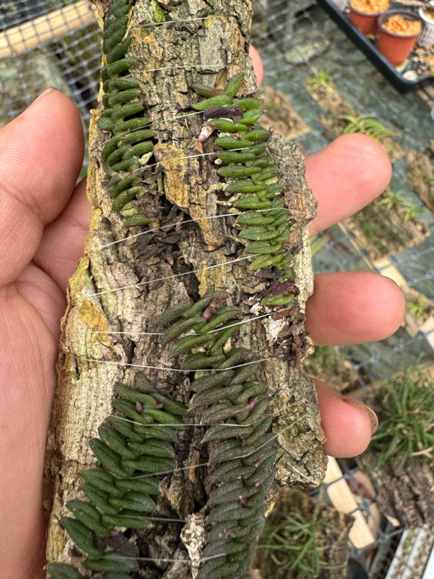 蜈蚣匙唇兰花（mini附生兰）默认四条散苗