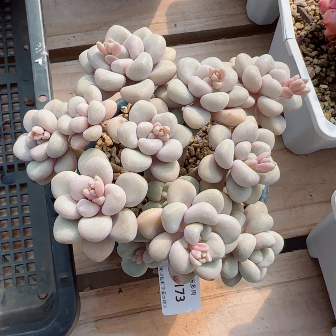 艾伦，4173多肉植物