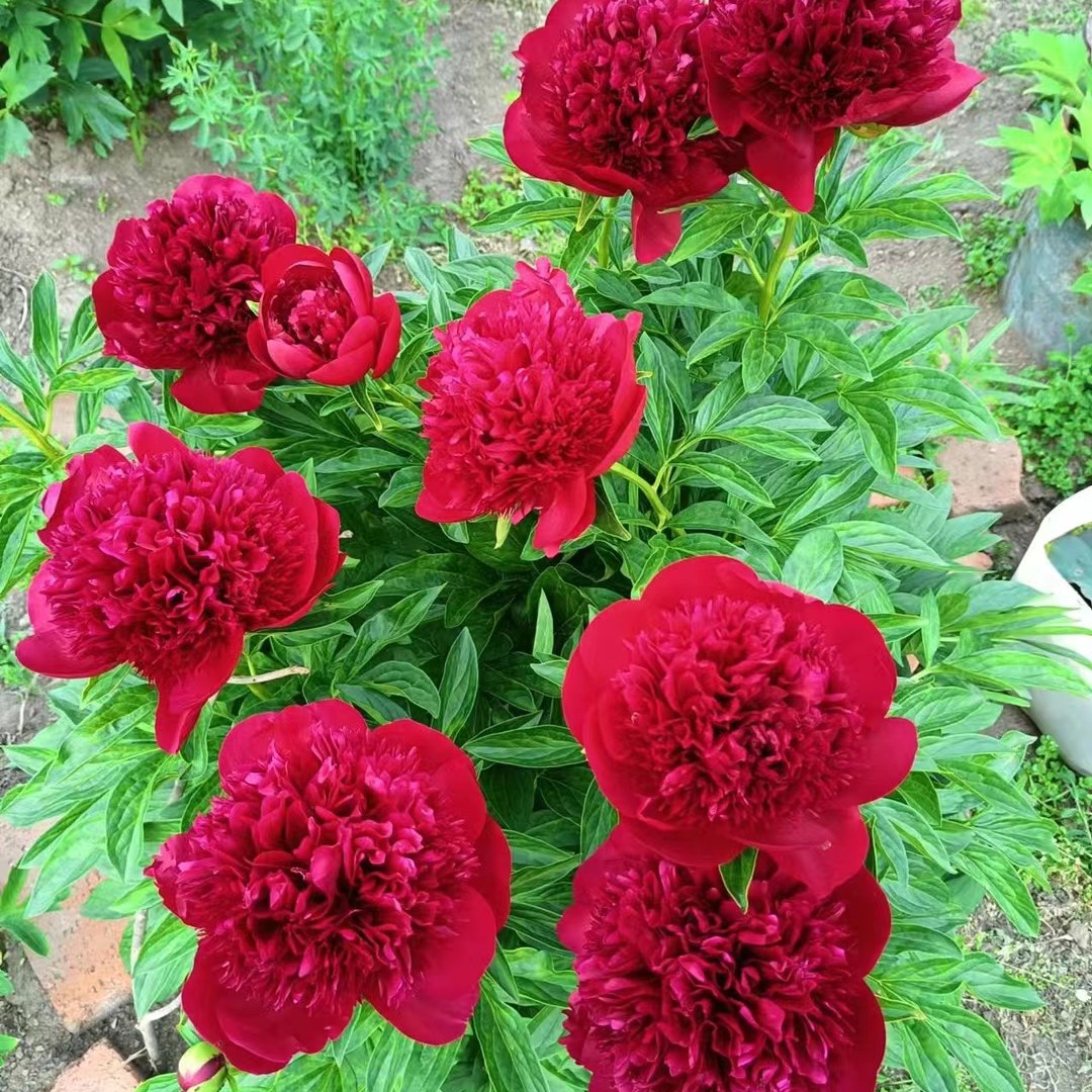 【红色魅力】进口芍药先发肥料秋天发货