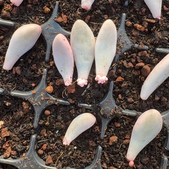 汤圆白锦一物一拍 284