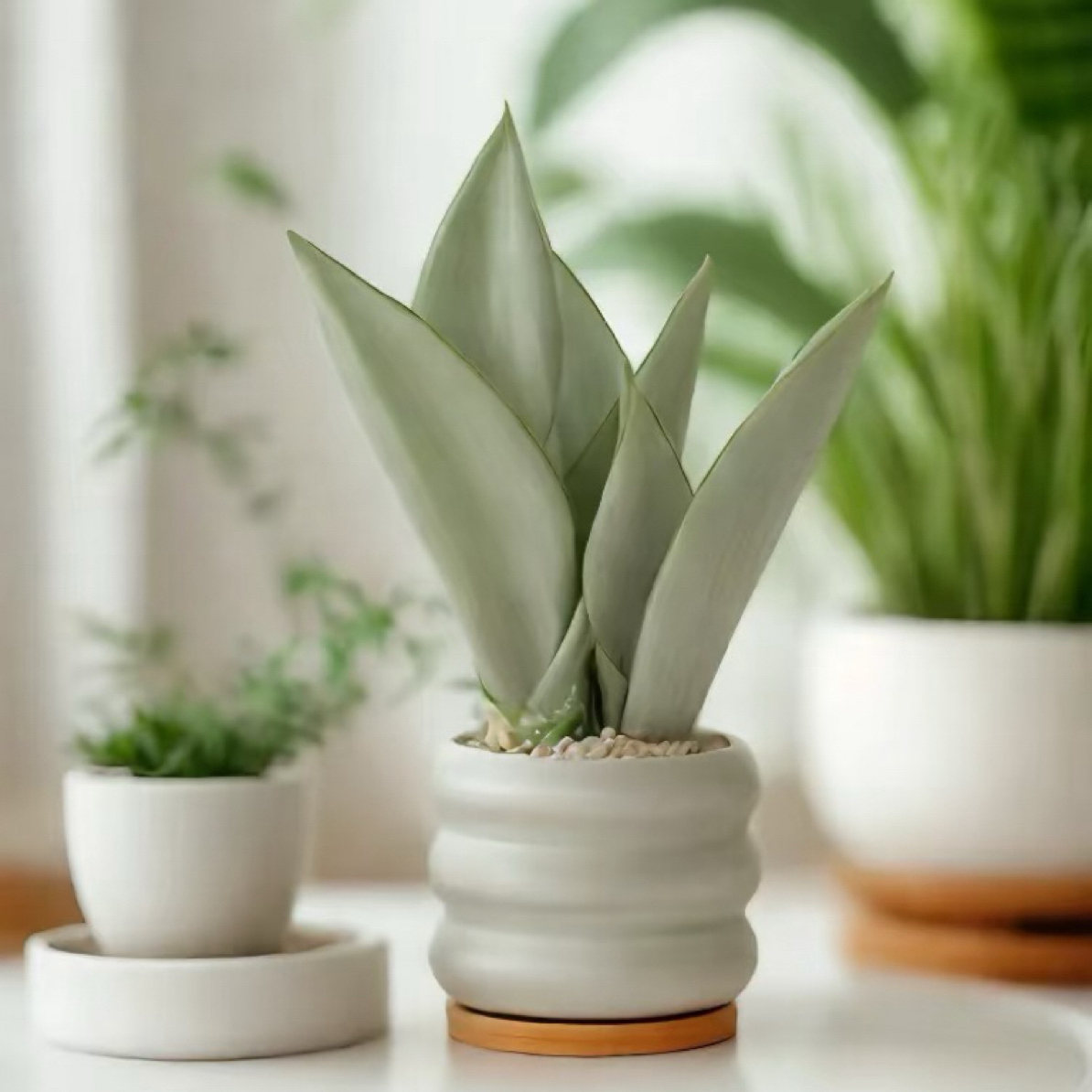 白玉办公室虎尾兰客厅虎皮兰三株苗好养耐活室内绿植盆栽超好养
