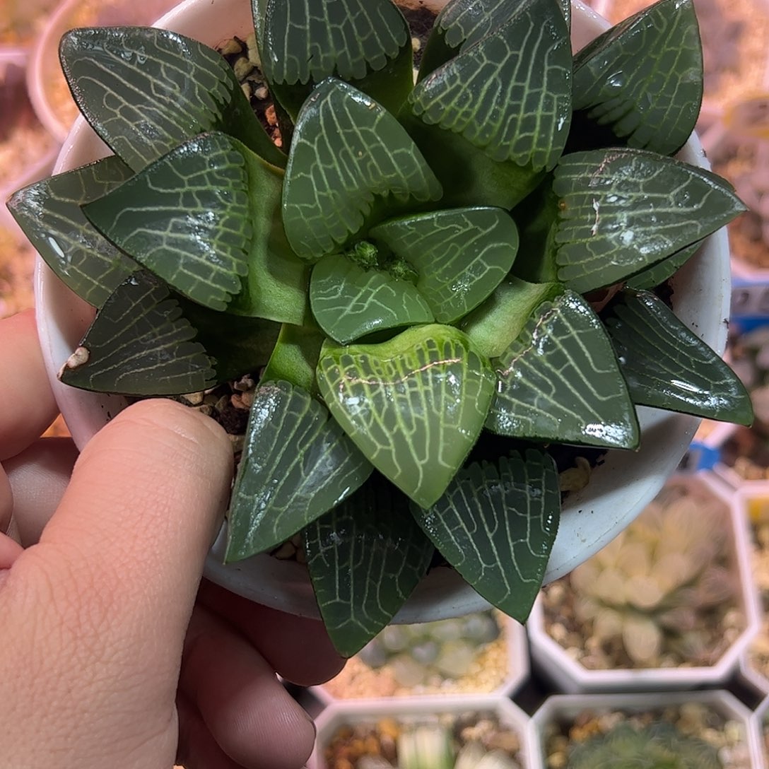 实生克十二卷多肉植物满