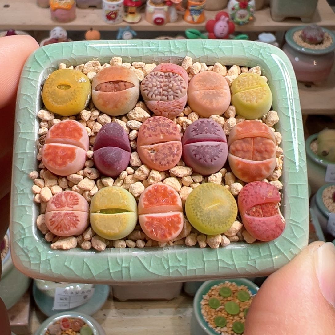 多肉植物26号组合