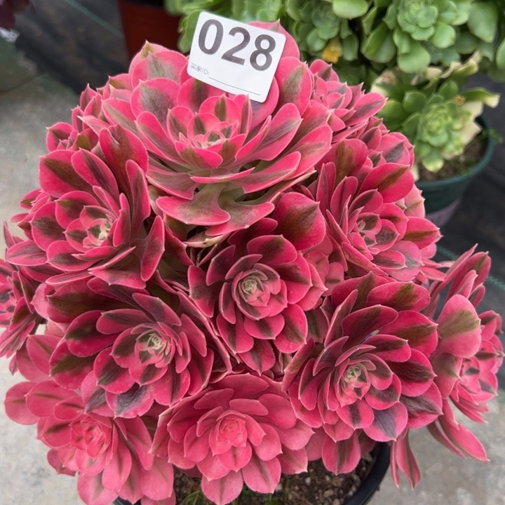 028女巫25厘米左右