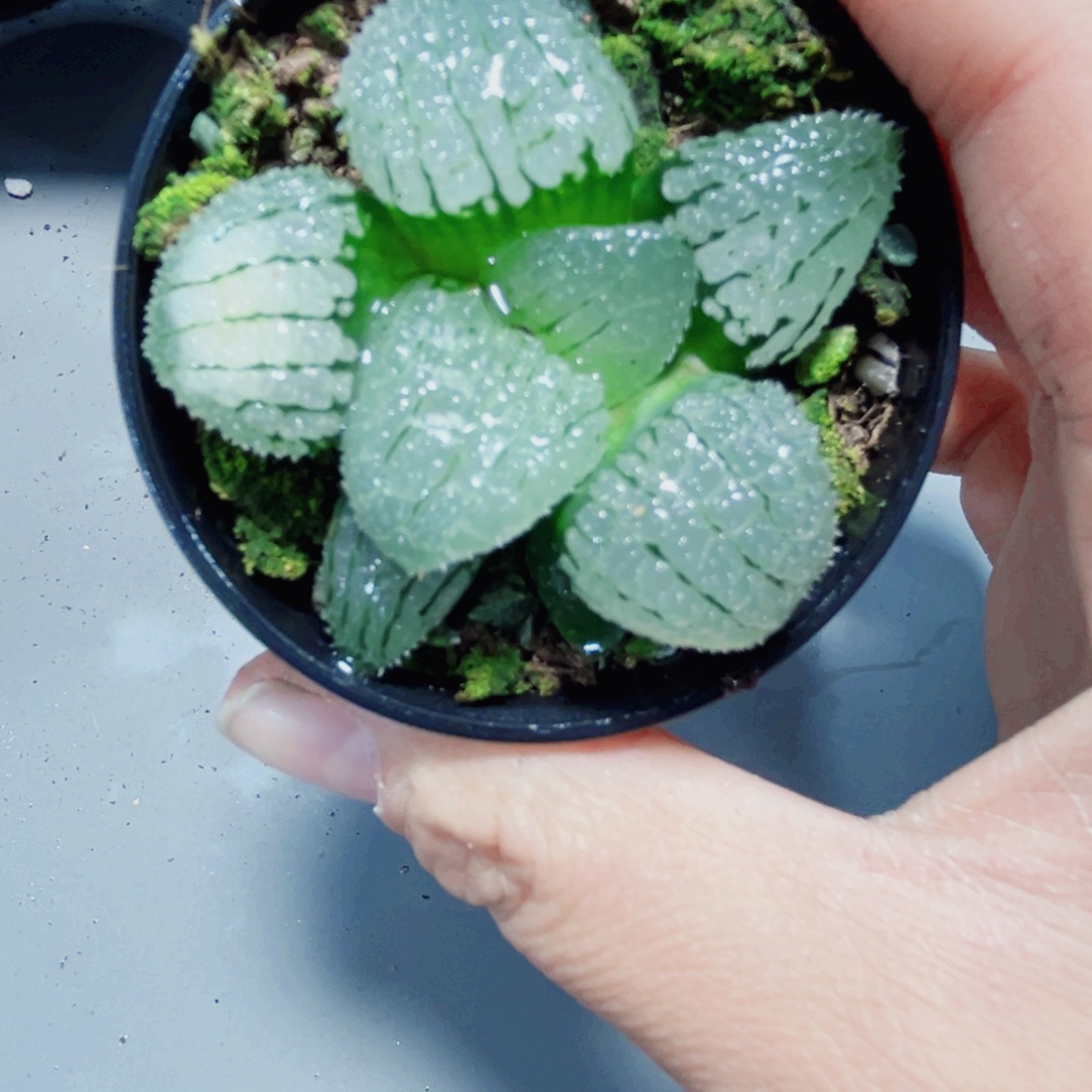 天空之镜多肉植物