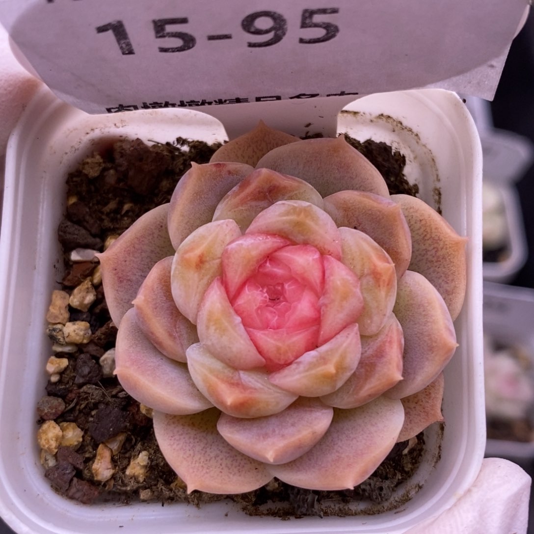 【闪购商品】15-95