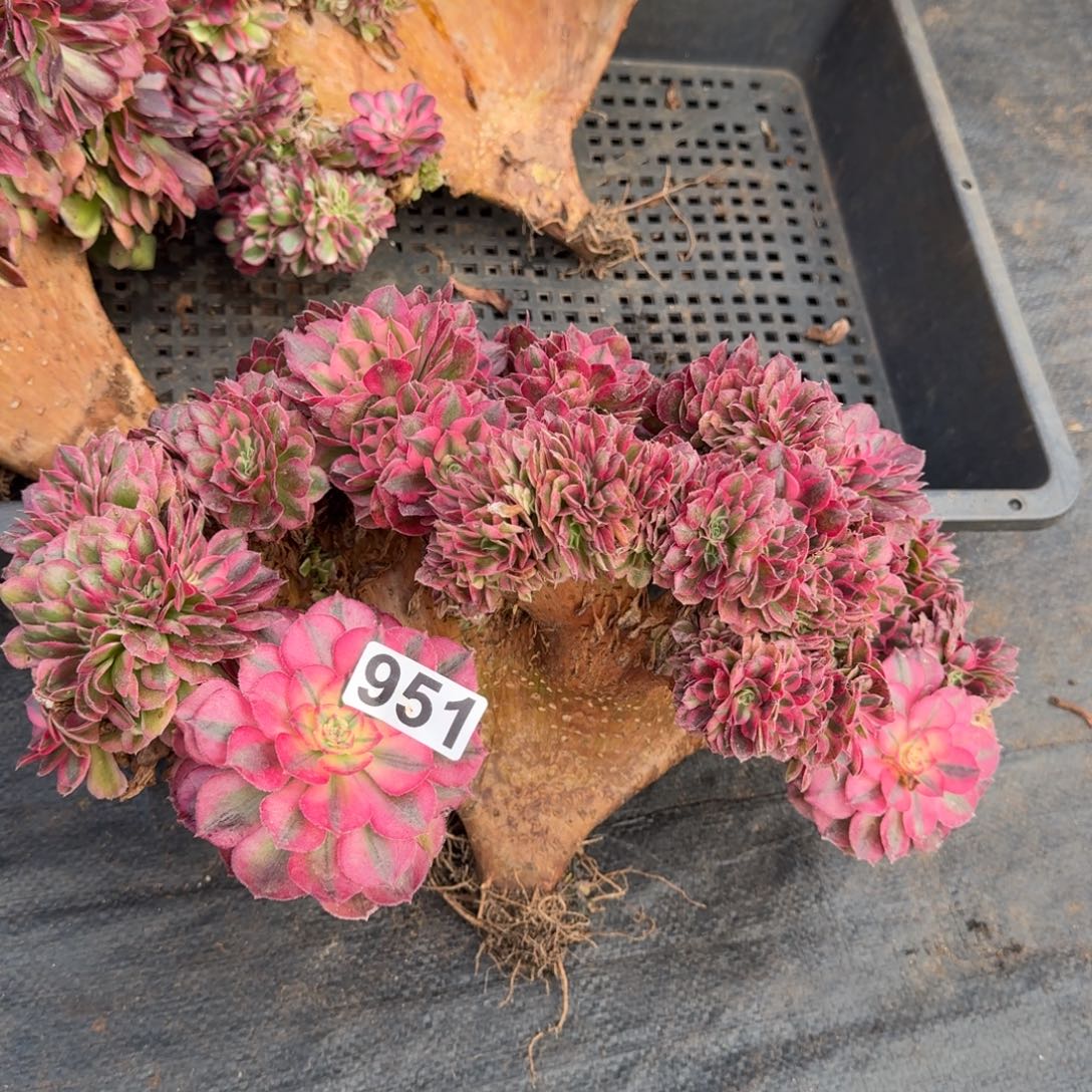 951多肉植物倾城缀