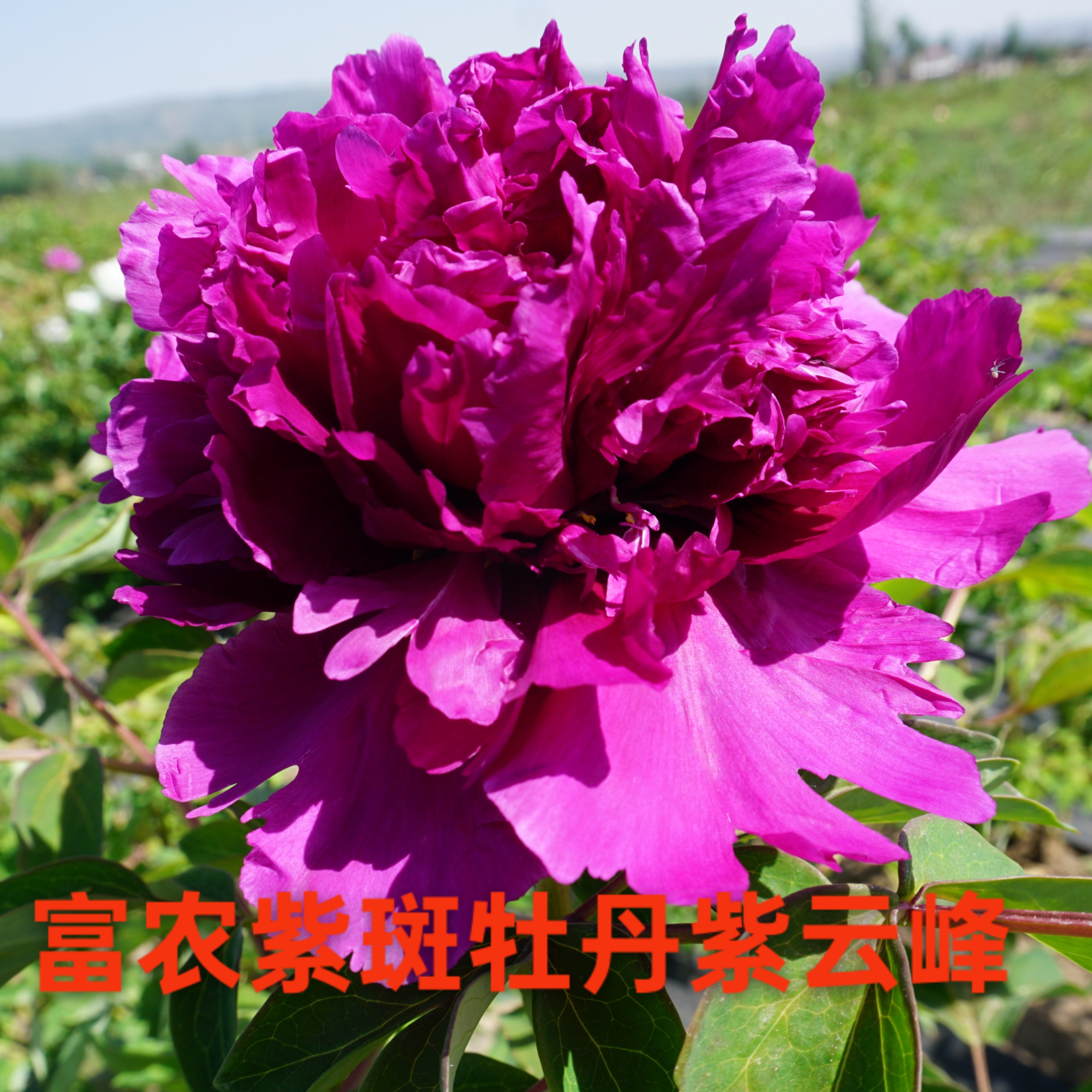 富农紫斑牡丹 紫云峰嫁接苗