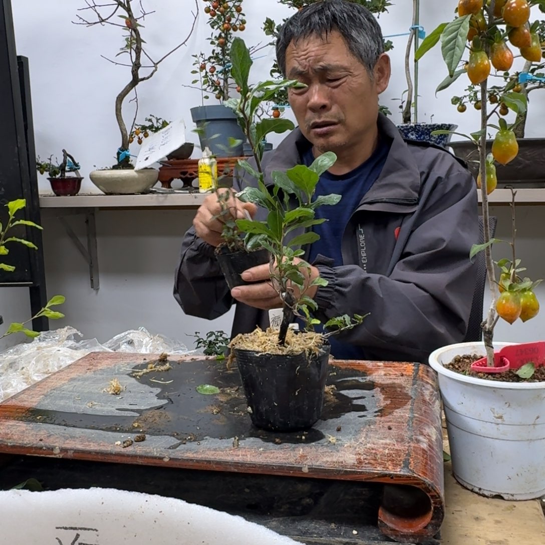 凯***6无花朵757顺丰到付不包邮