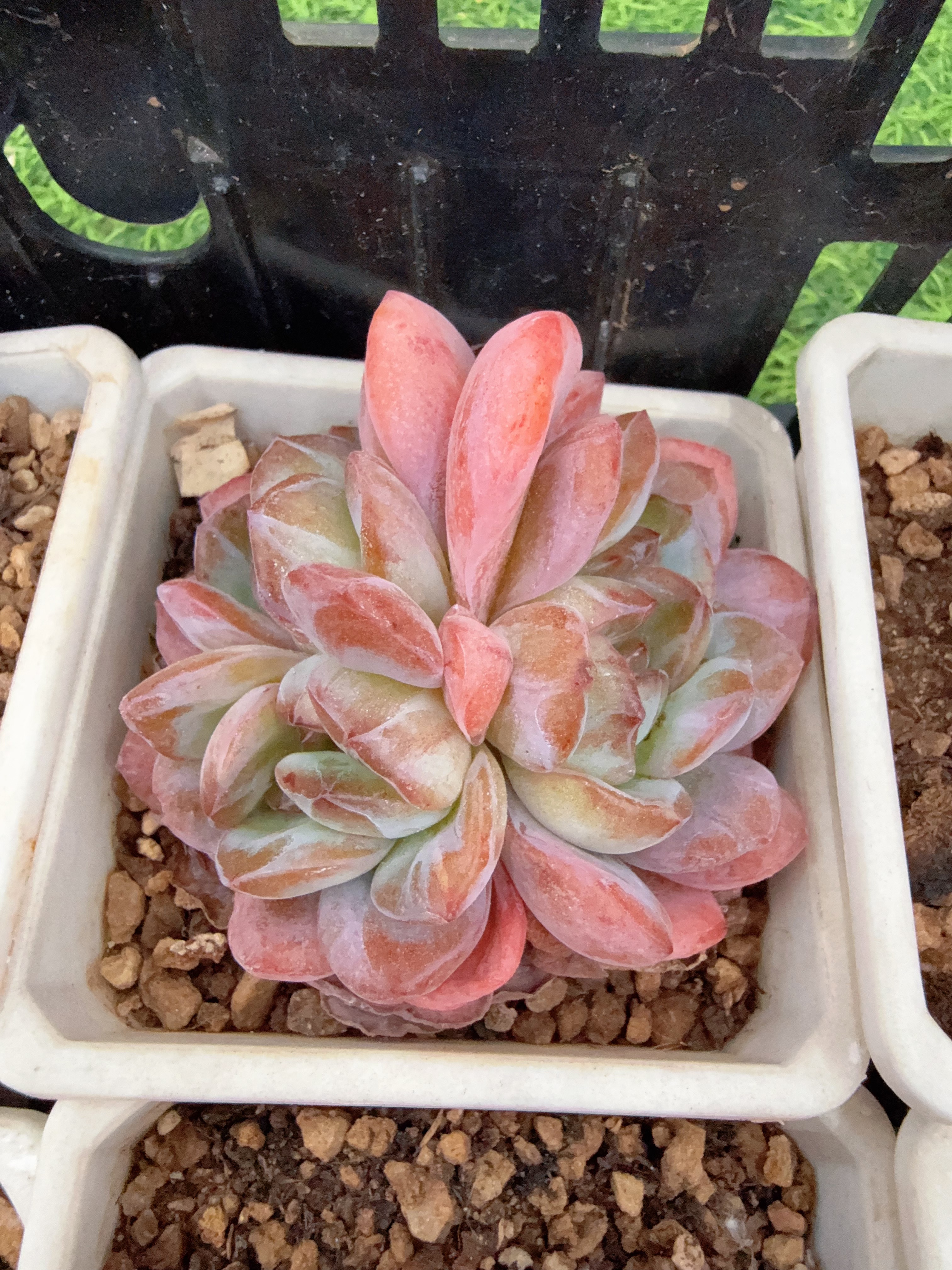 90#【3头石化】全明星（5-8cm）脱土