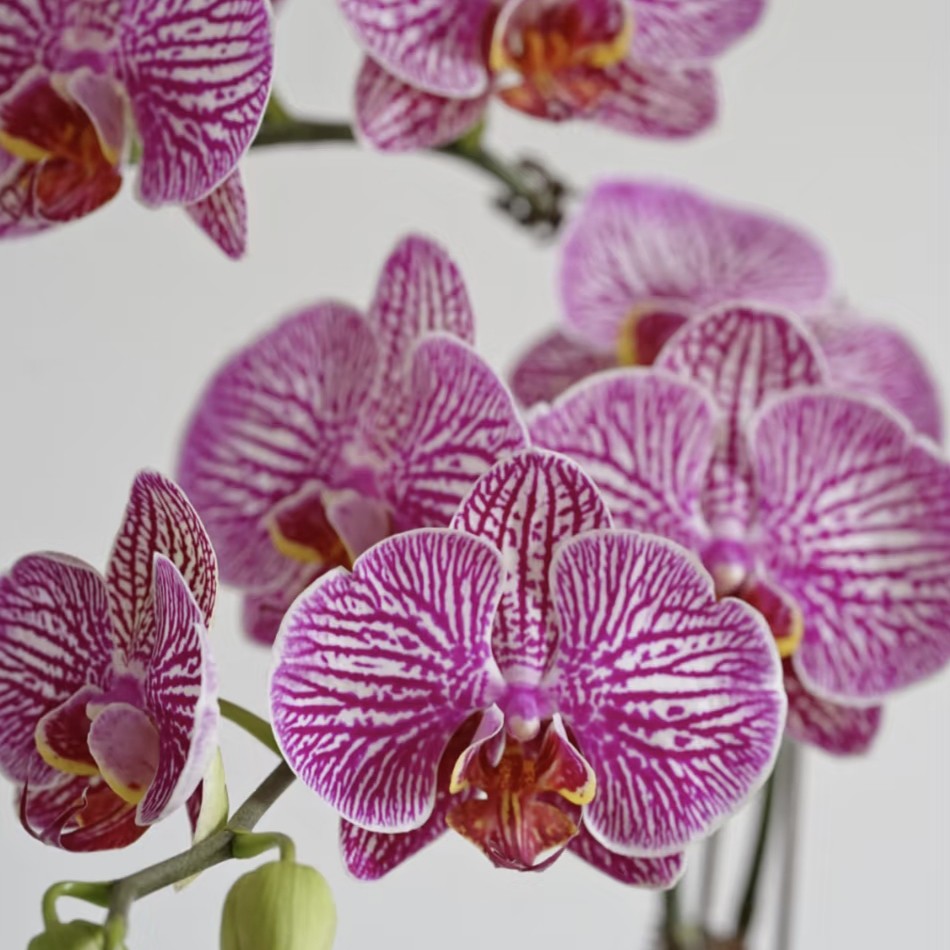 欧品蝴蝶兰【布拉格】条纹中等花型带花发货源头基地直发
