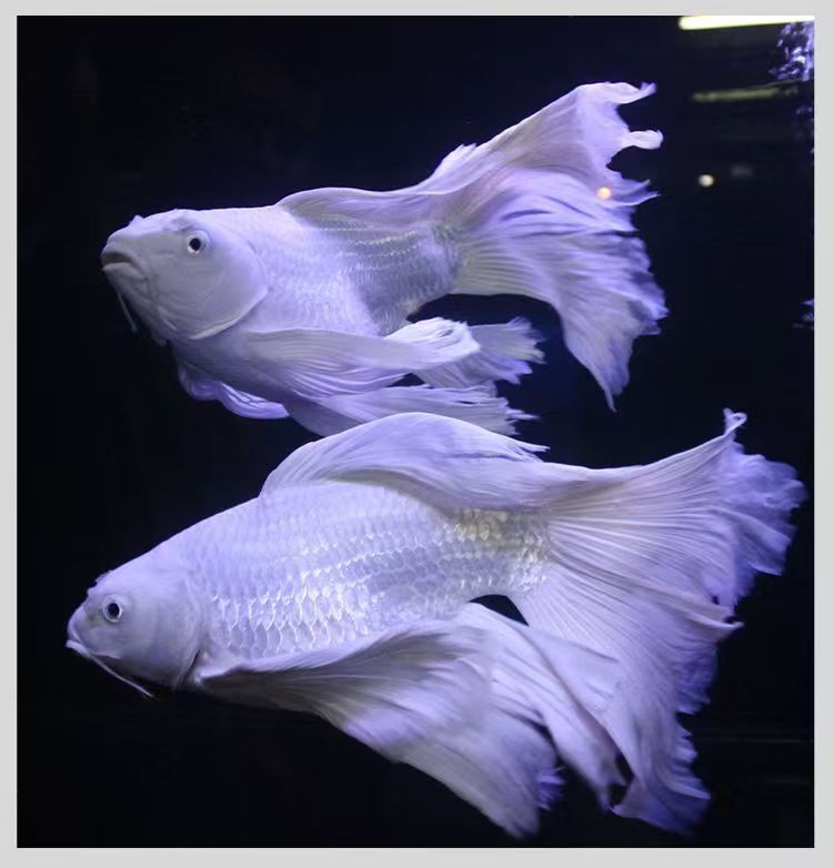 石膏白普身白蝴蝶锦鲤15-20CM