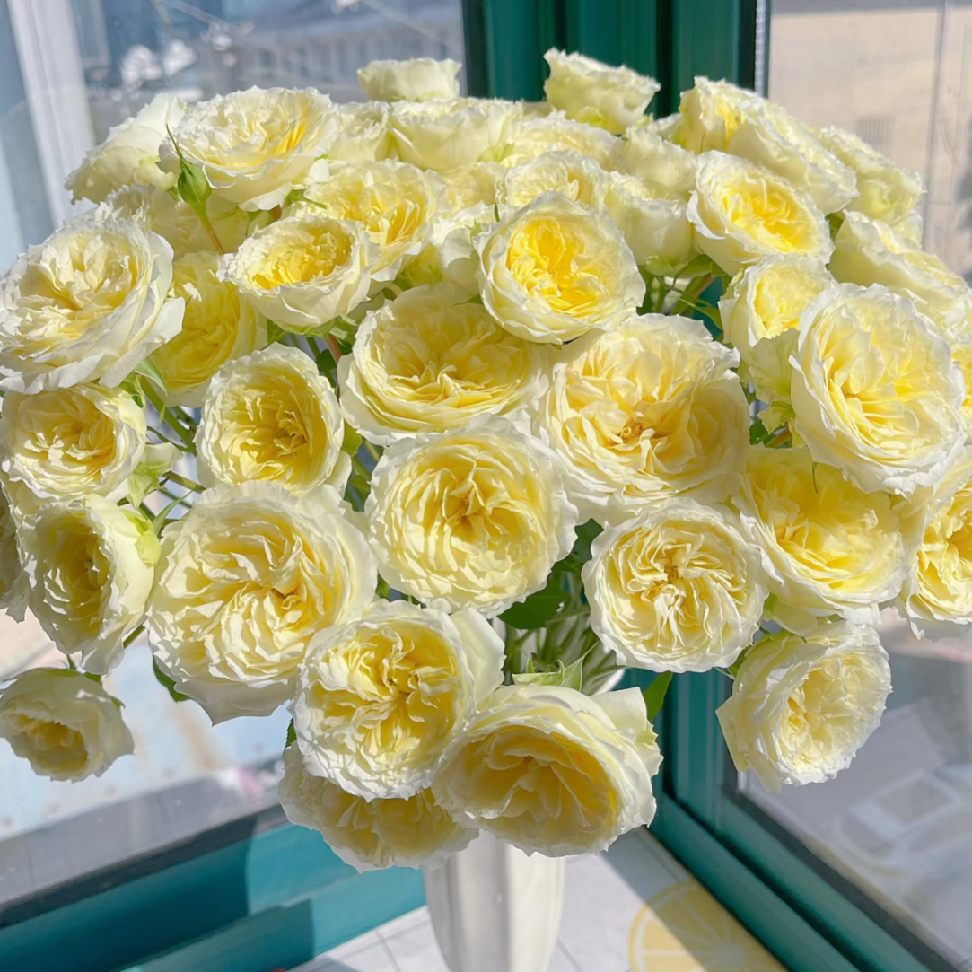 鲜花暖暖-多头玫瑰（两单包邮 一单需补运费）