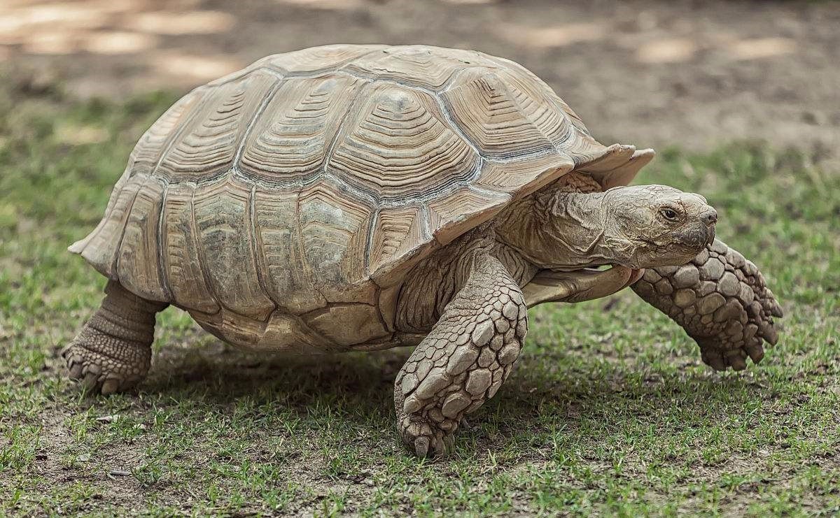 通用活体宠物严选链接