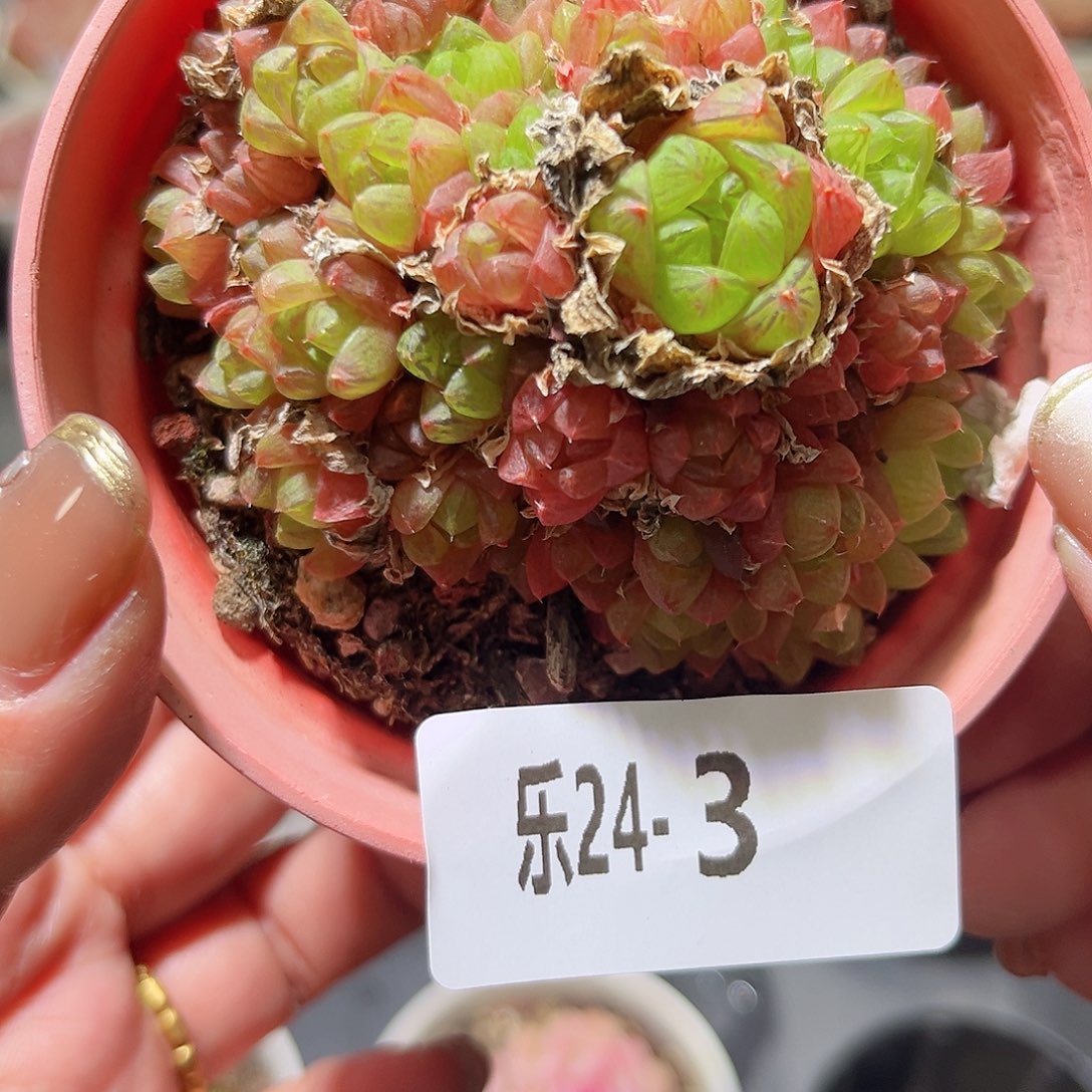 乐24-3 草玉露群