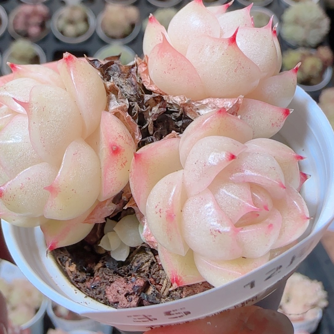 花语多肉1212-35散