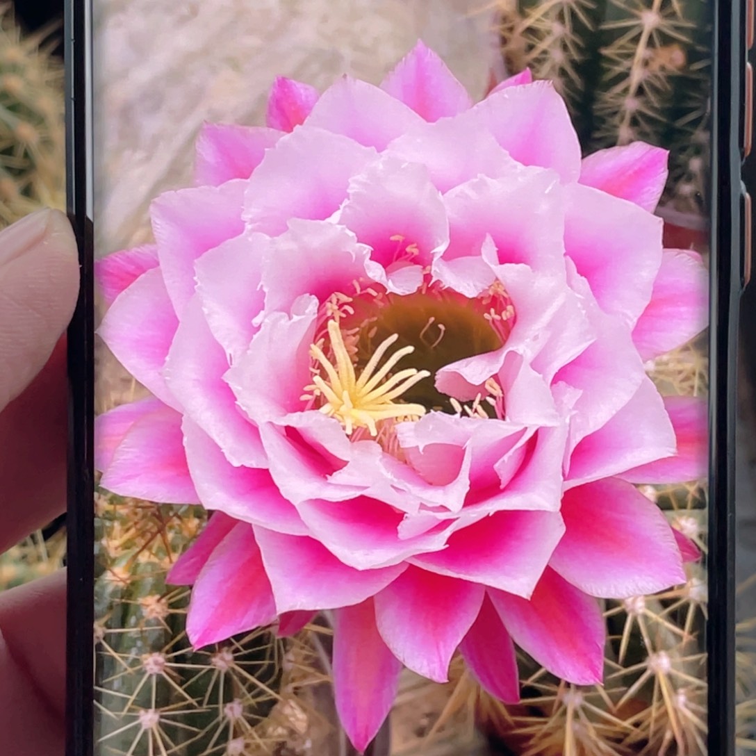 毛 仙女侧芽 歪 满20包邮6公分冠幅