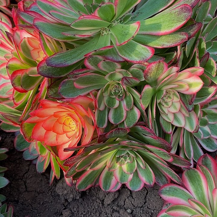 只***?多肉荔枝706多肉