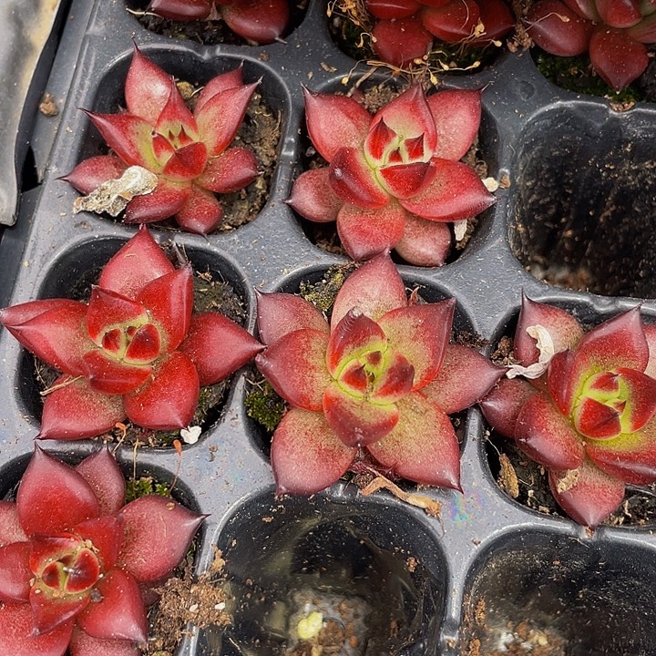 小罗宾1元带土发货