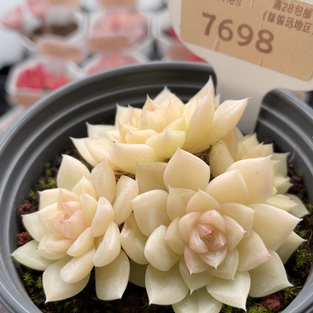 白天鹅7698-7.0厘米