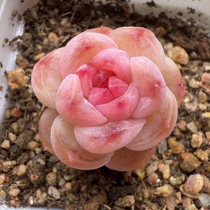 一物一拍，精品糖心