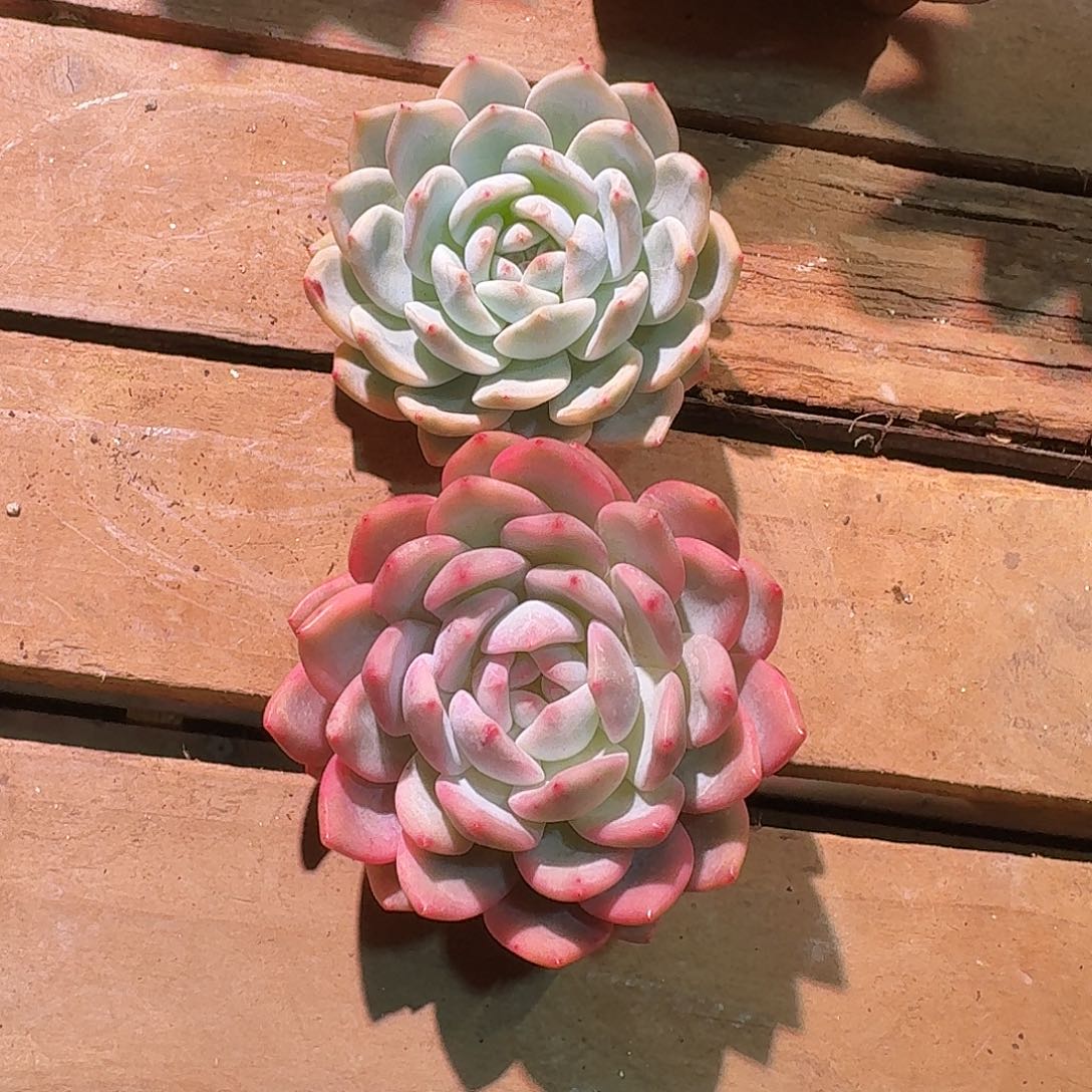 橙梦露锦两颗多肉多肉