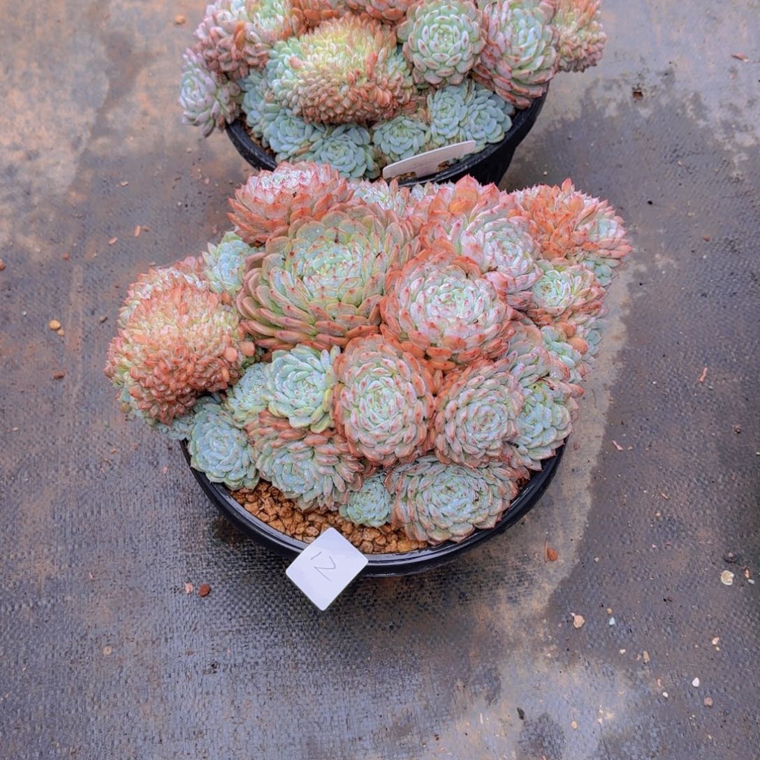 12白胖子多肉植物