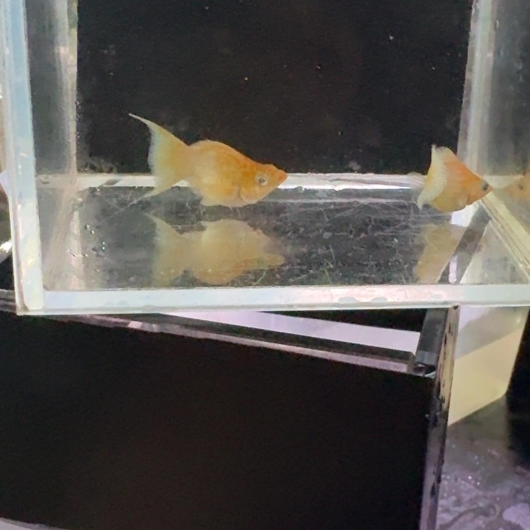 孔雀鱼200号玛丽2条