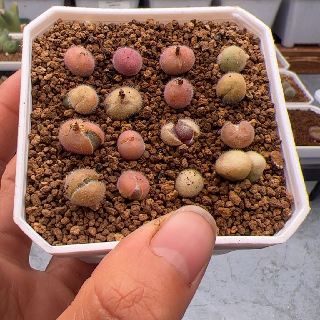 56号毛球3.10多肉