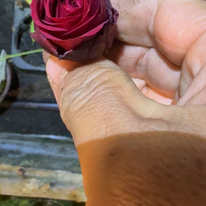 无花朵红色娜欧米小苗