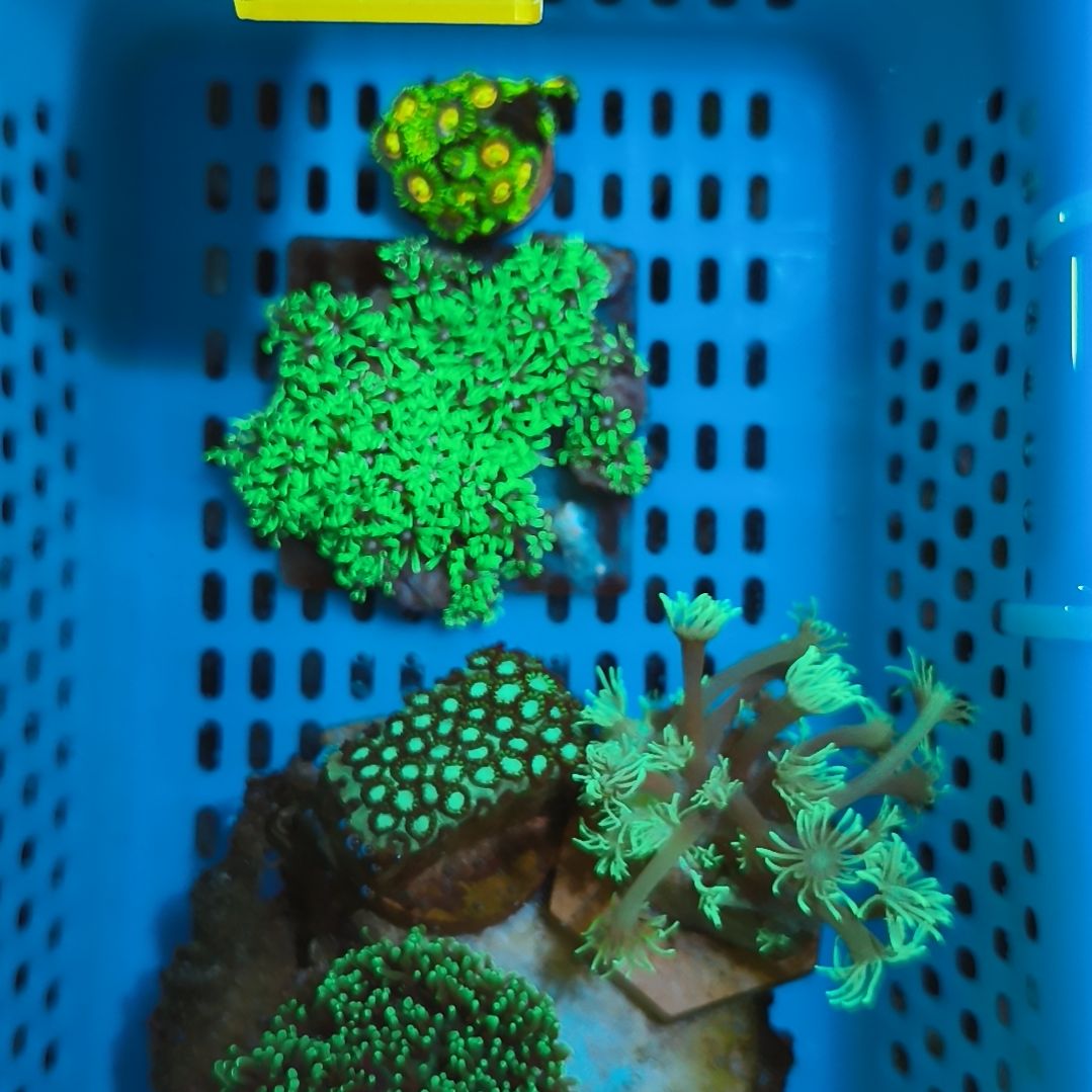 纽扣珊瑚新手易养套餐一号