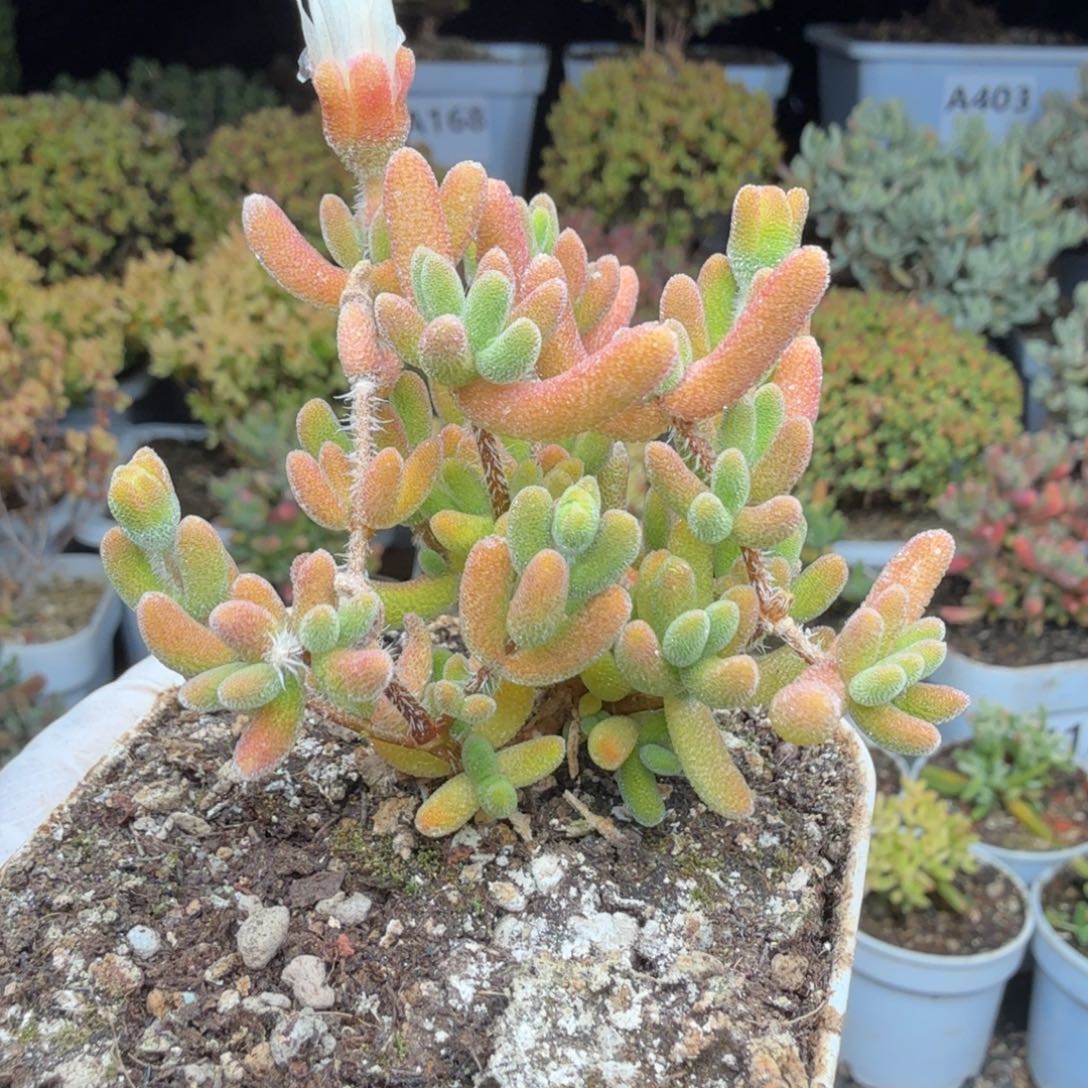 A369琉璃枝干28元包邮