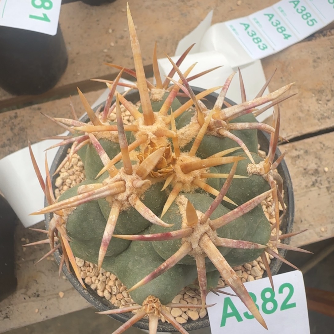 大红鹰 自根仙人球382