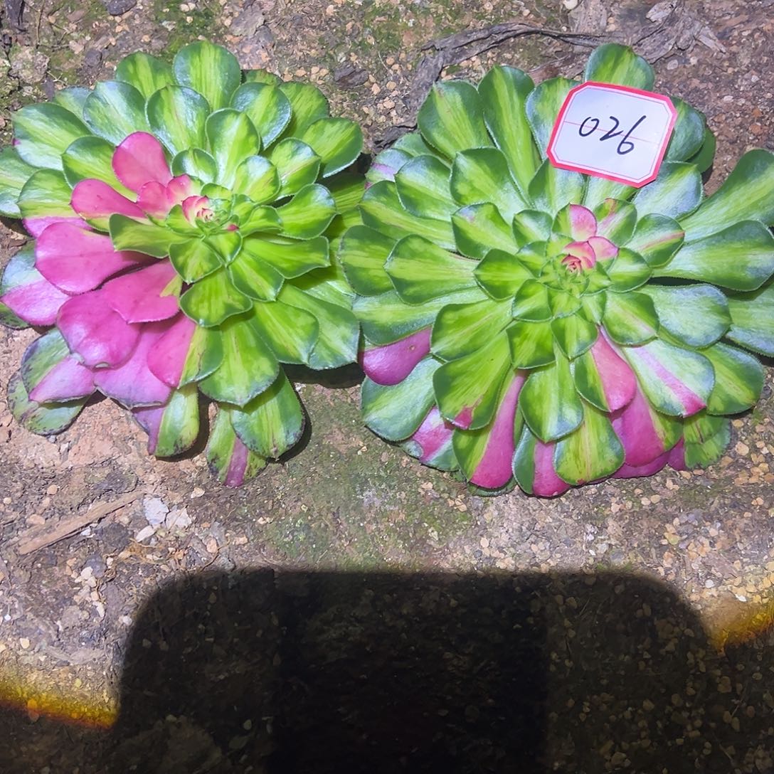 @***H精品多肉植物026砍头