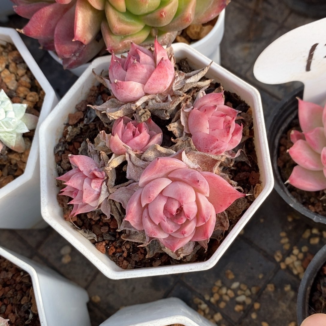 精品多肉一物一拍不包整30