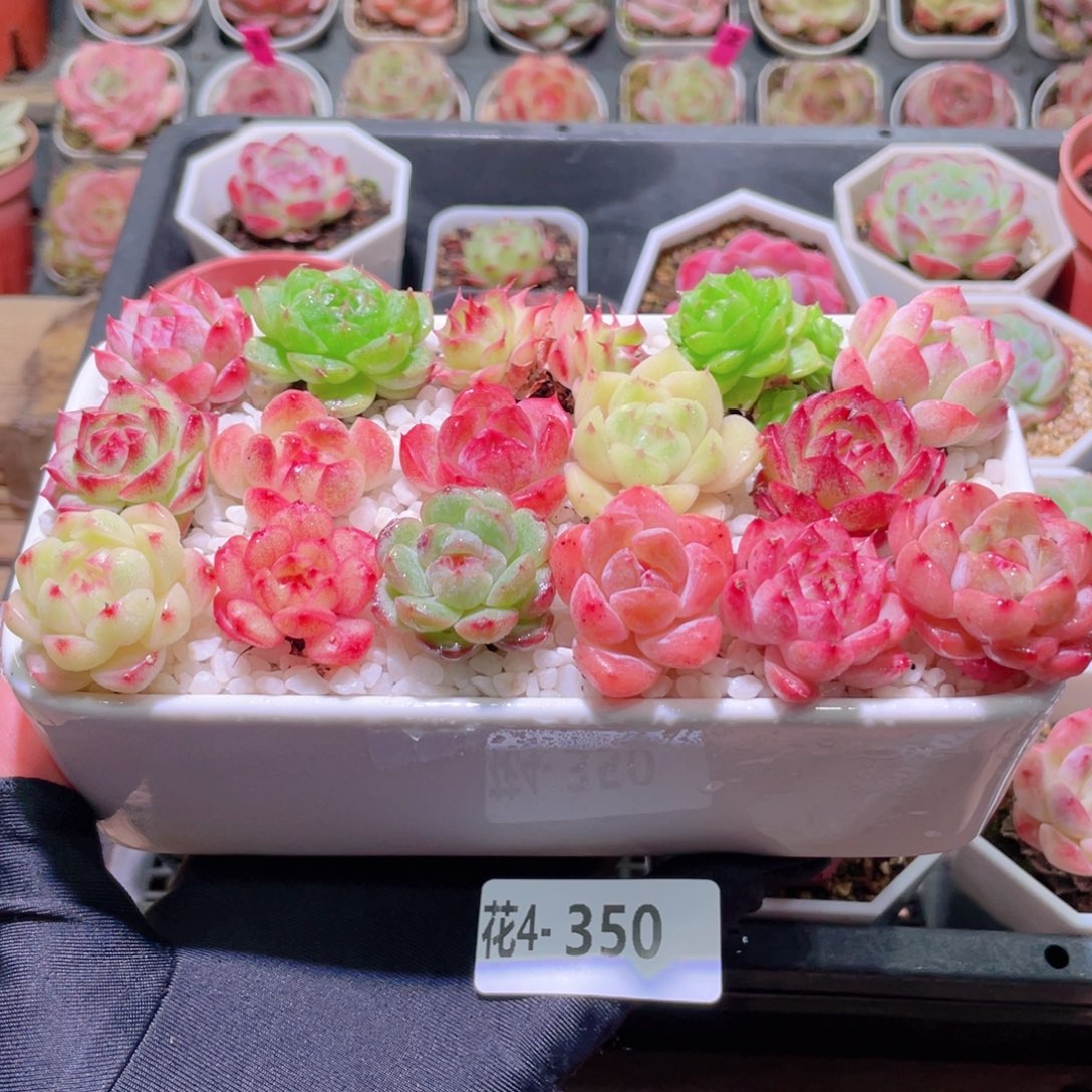 花利美4-350拼盘 含盆土铺面镊子分开发