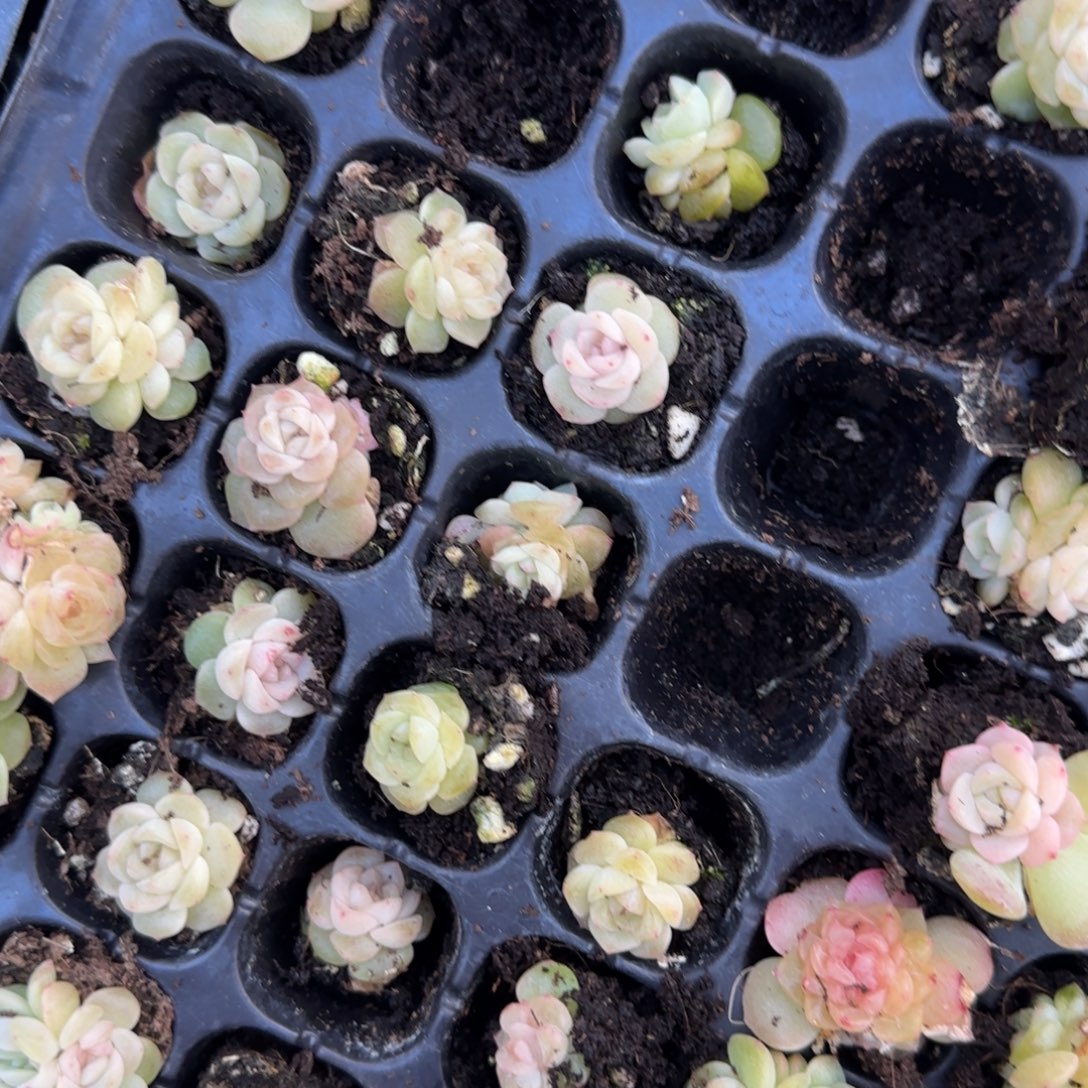 小谪仙穴一个满25包邮