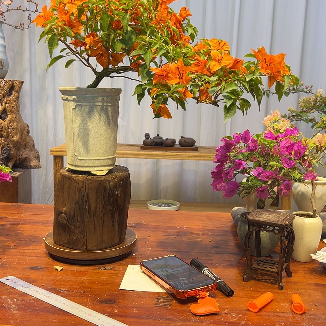 禅***意完全开放三角梅一物一拍橙桑吧