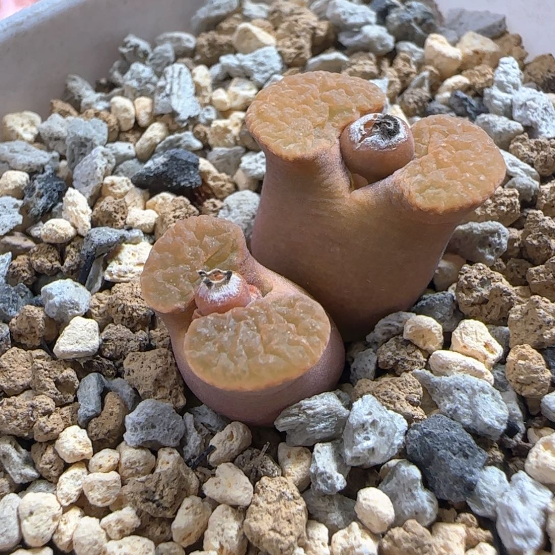 磁铁多肉植物一颗