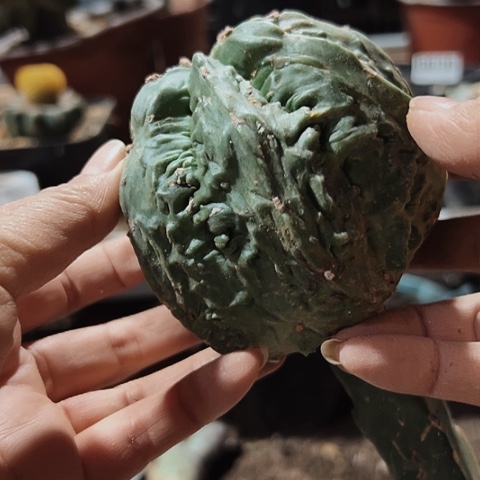 520大核桃仙人球嫁接