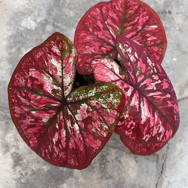 焦***丁30-1204大红袍广东现货