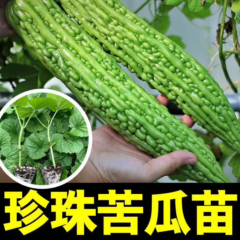 正宗长绿苦瓜秧苗地栽盆栽四季蔬菜苗