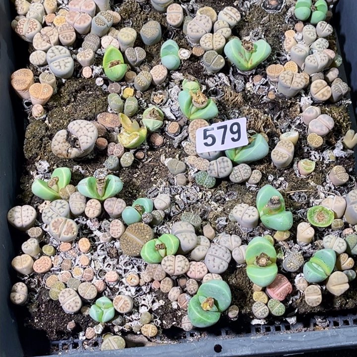 579 生石花一物一图如图