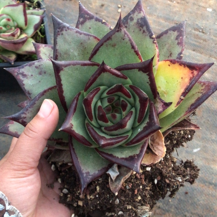 绿底大宽脸不周正款特000000000030