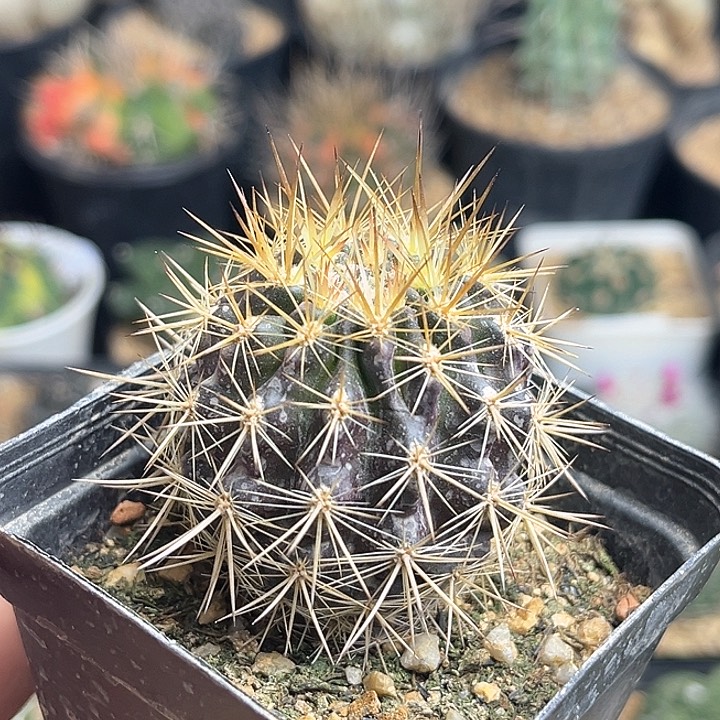 智利球属实生球一颗