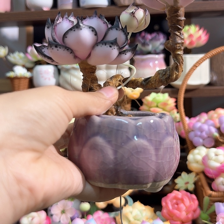 紫***开多肉多肉多肉多肉